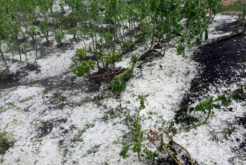 Atenção produtor para queda de granizo nesta terça