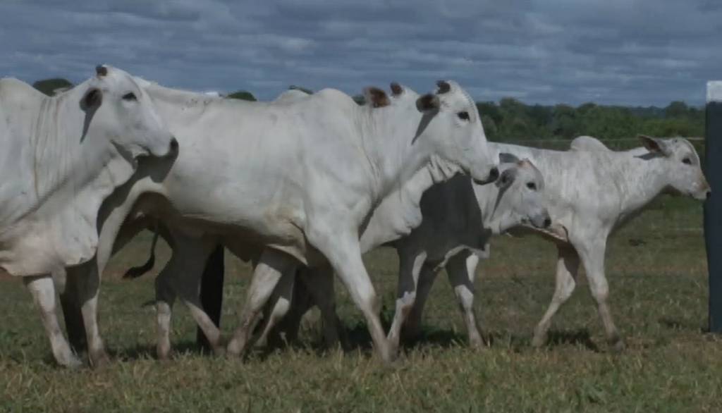 Leilão Fazenda Campinas oferta 220 vacas Nelore. Veja hoje no Canal do Boi