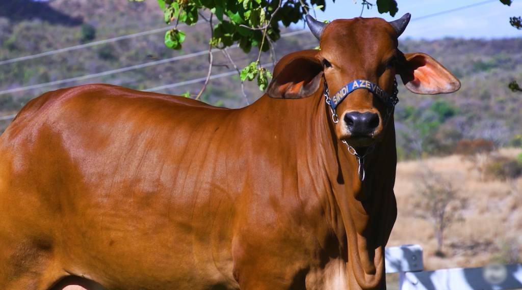 Não perca o 'Leilão Essência da Raça Sindi - Genética e Touro'