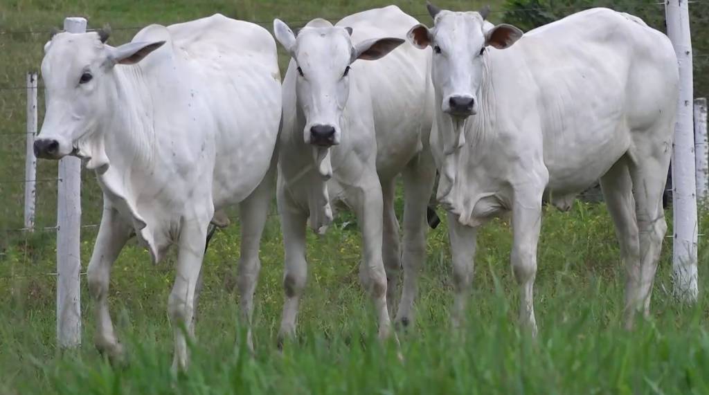 2A Agropecuária oferta 100 animais Nelore PO, hoje no Canal do Boi