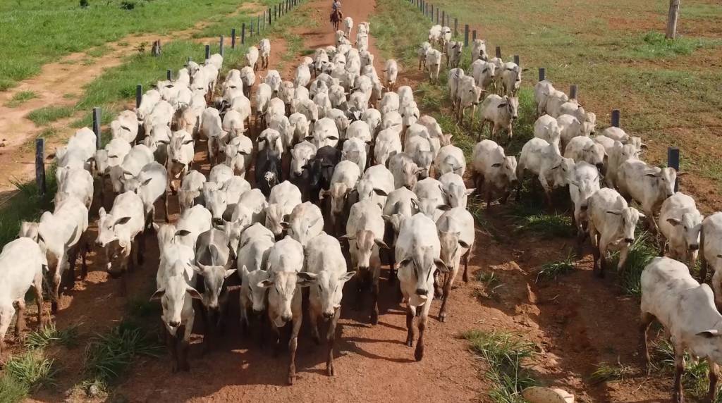 Programa +Pecuária Brasil chega à capital sul-mato-grossense