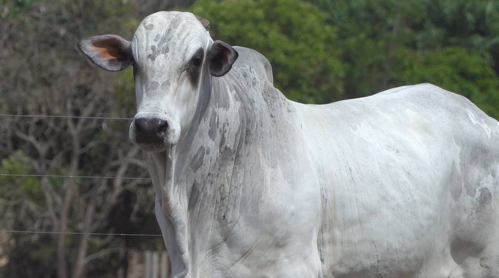 Confira o leilão Nelore Boa Vista, hoje no AgroCanal