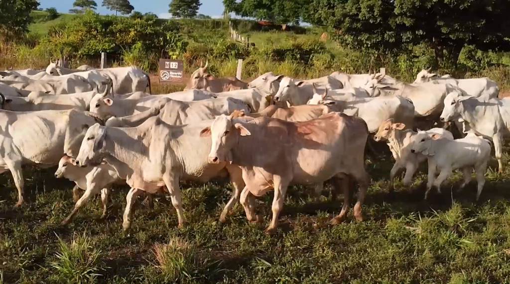 Exame confirma como atípico caso de vaca louca no Pará 