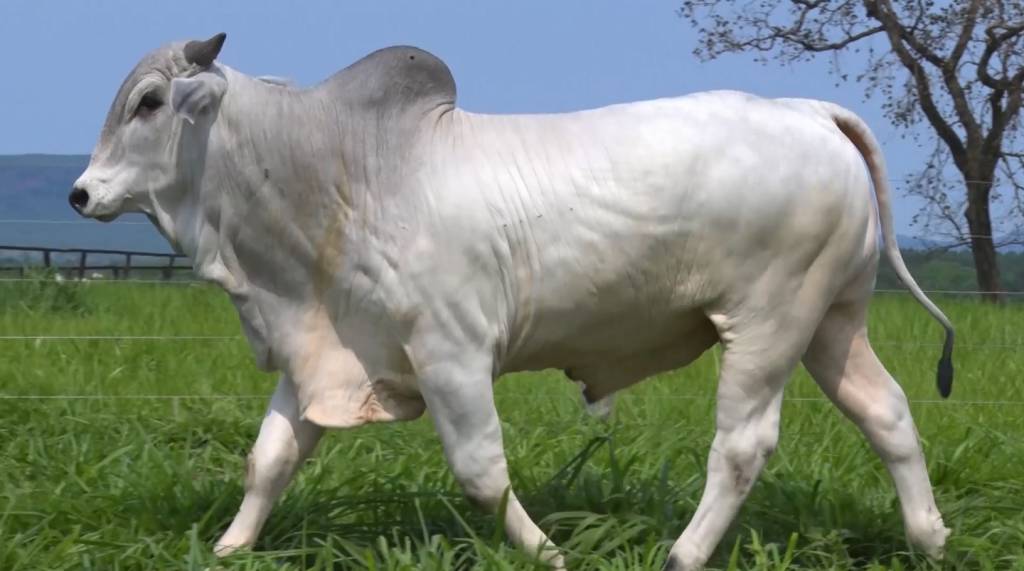 Leilão CFM oferta 300 touros Nelore, hoje nos canais do SBA