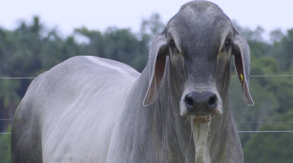 Caiado Fraga oferta 50 touros Guzerá, hoje no Agro Canal