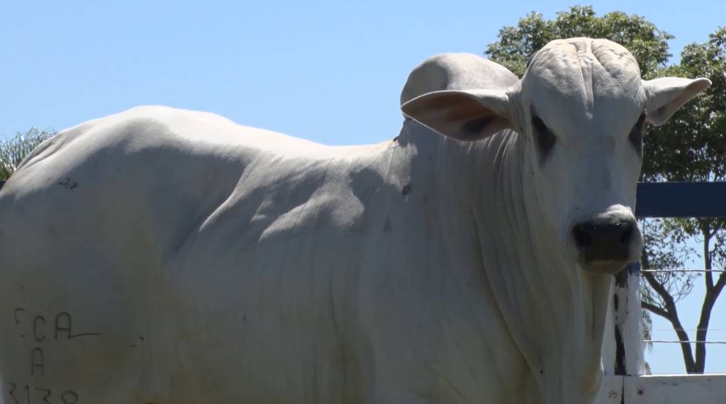 De Olho na Fazenda Capão de Angico começa hoje no SBA