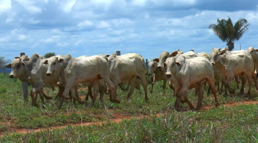 Capitão do Nortão oferta 6 mil animais de corte, hoje no Agro Canal