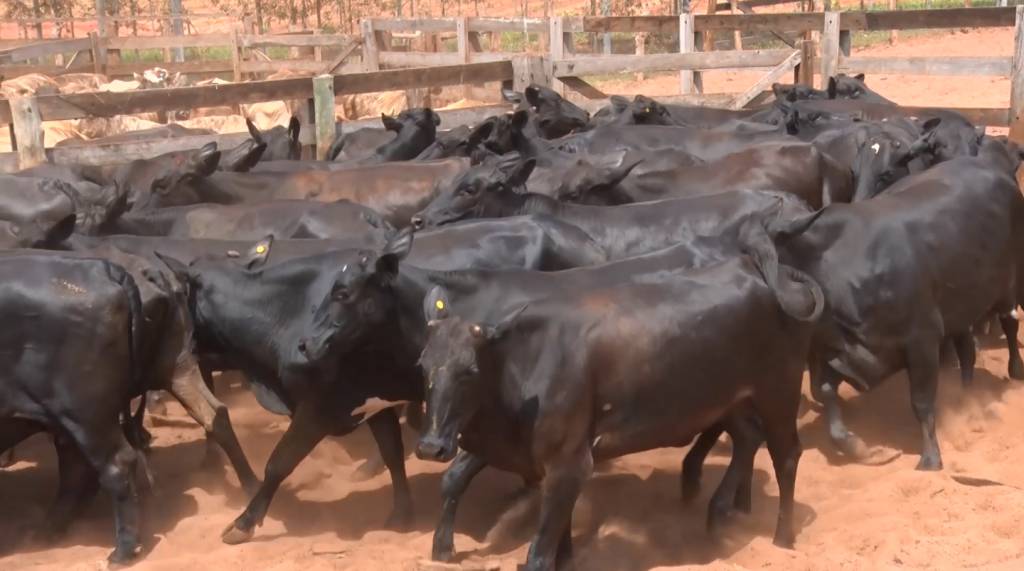 Agropecuária Continental oferta 2 mil animais para cria, recria e engorda