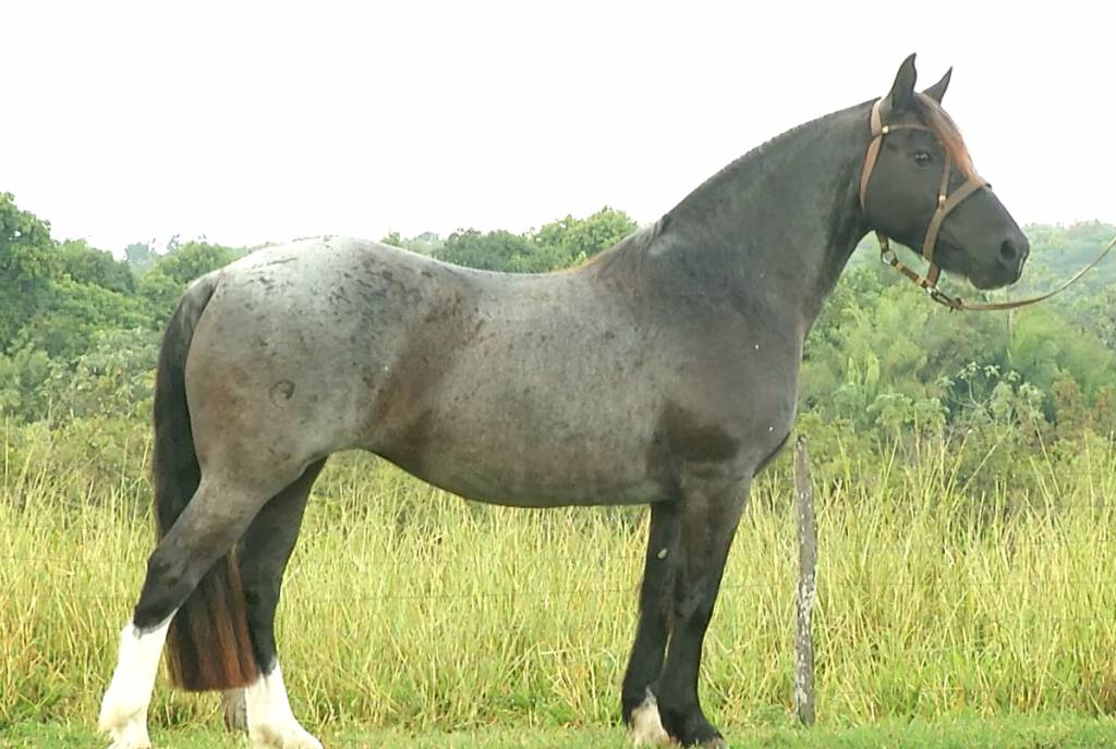 Crioulo Calidad realiza venda de Cavalos Crioulos no ArrobaPlay