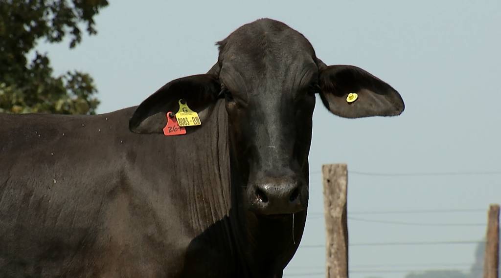 Calidad vende novilhas Girolando a preço fixo, hoje no AgroCanal