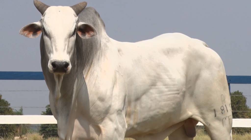 Capão de Angico vende touros Nelore PO, no AgroCanal