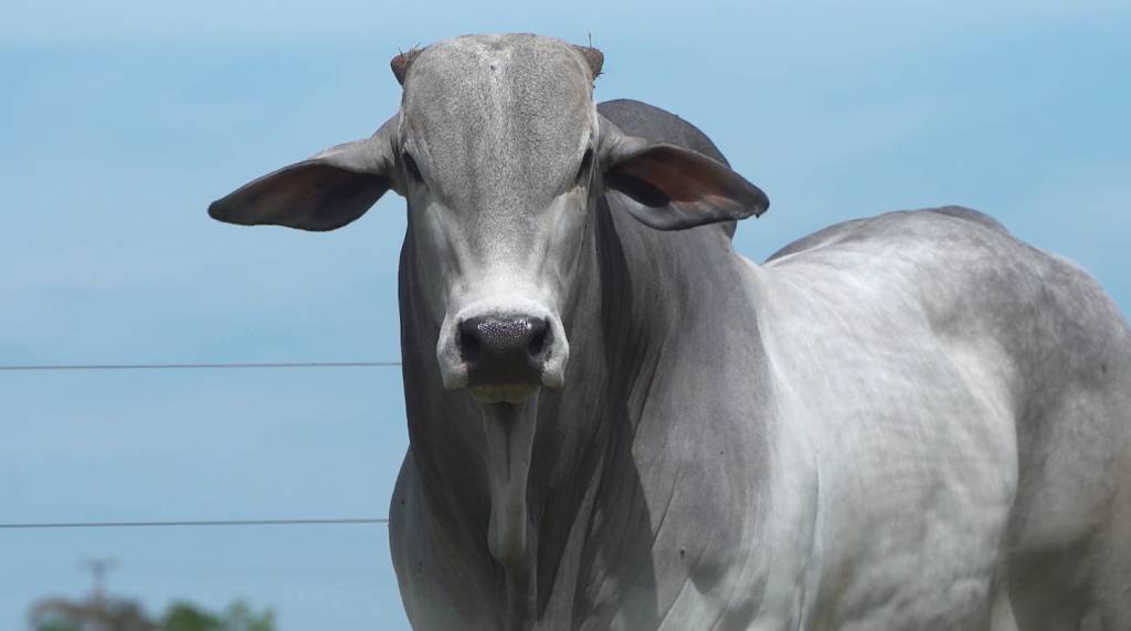 Fazenda Mirante oferta fêmeas Nelore PO, PC e PA 