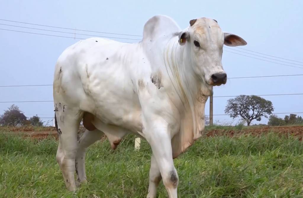 Veja o leilão Fazenda Fortaleza no Canal do Boi