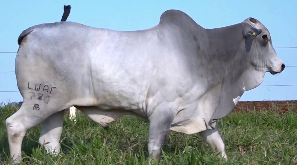 Fazenda Fortaleza apresenta animais Nelore PO, no Canal do Boi