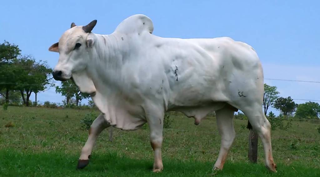 Confira os animais Nelore PO da Fazenda Fortaleza, hoje no Canal do Boi