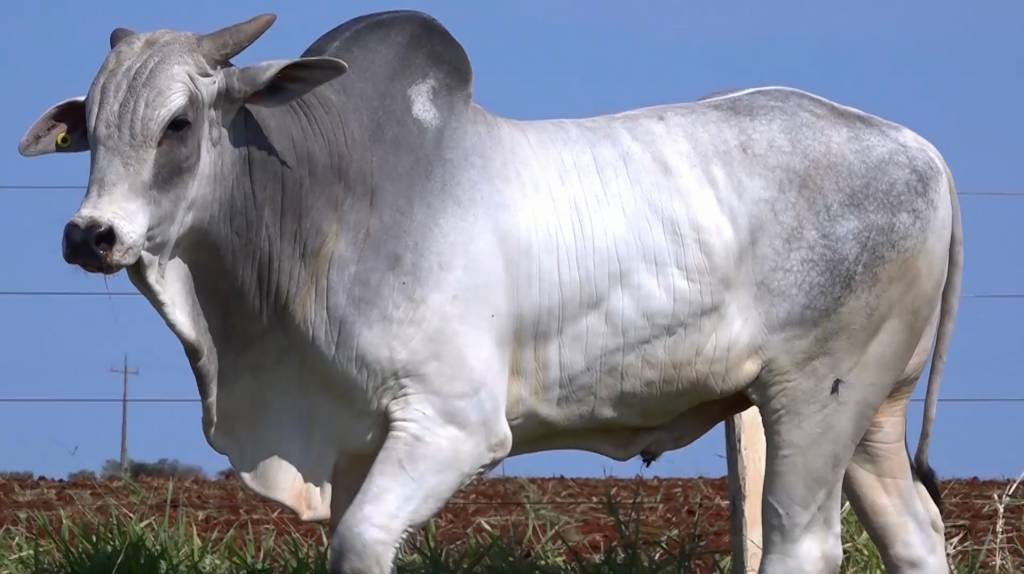 Veja a apresentação de Nelore PO da Fazenda Fortaleza, no Canal do Boi