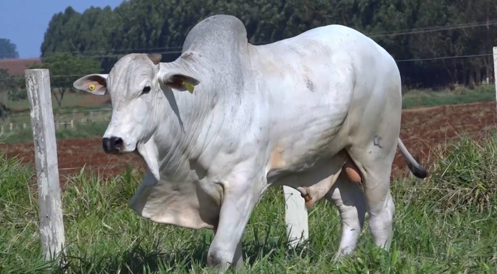 Fazenda Fortaleza apresenta animais Nelore PO nesta quarta