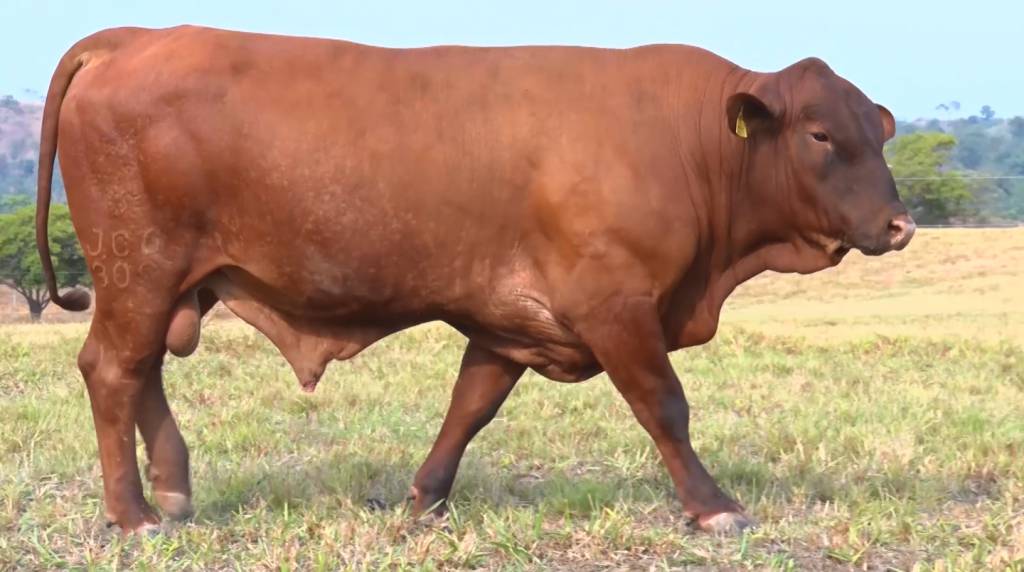 De Olho na Fazenda JCG Senepol começa hoje no SBA