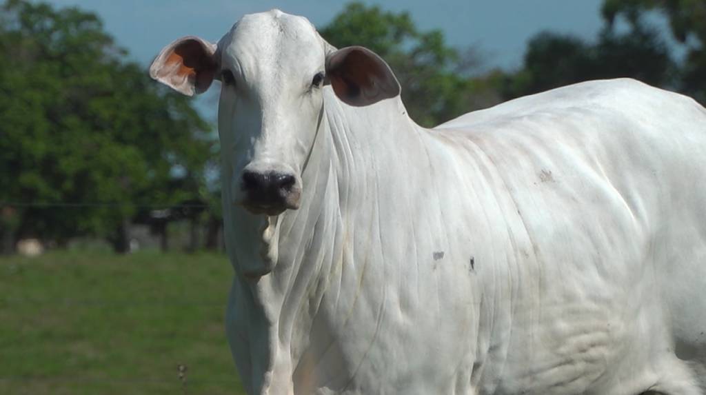 Fazenda Mirante apresenta animais Nelore nesta quarta-feira