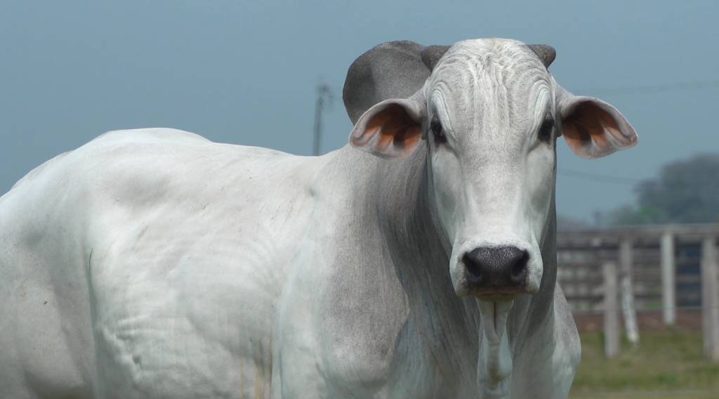 De Olho Na Fazenda Nelore Camargo começa hoje nos canais do SBA