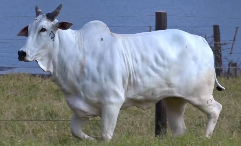 De Olho Na Fazenda Nelore do Golias começa hoje no SBA
