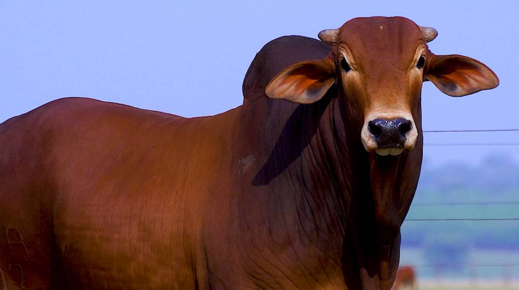 Fazenda Sindi Castilho vende animais de alto padrão, hoje no Canal do Boi 