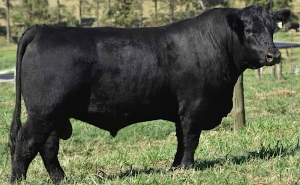 Última oportunidade para adquirir sêmen FSL Angus. Aproveite!