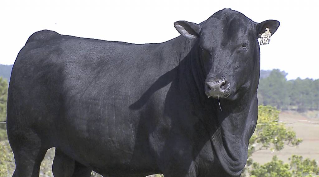Leilão FSL Black Angus oferta 80 touros, hoje no AgroCanal