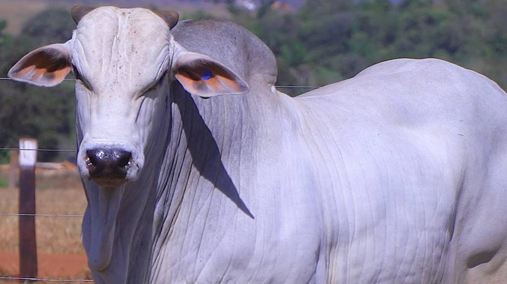 Confira o leilão Fazenda Araponga hoje, no AgroCanal