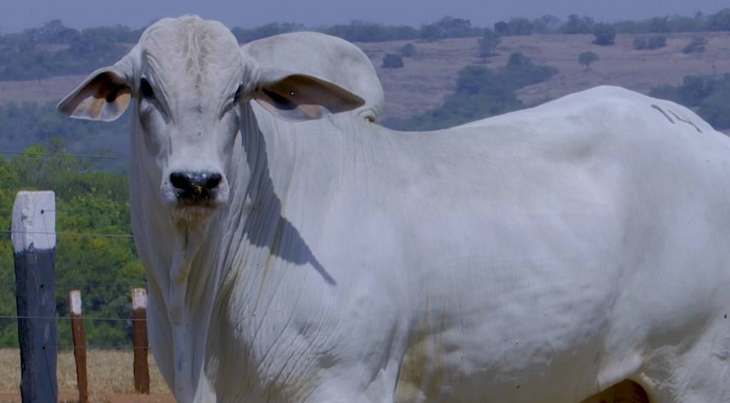 Fazenda Araponga oferta 50 touros Nelore PO, hoje no Canal do Boi