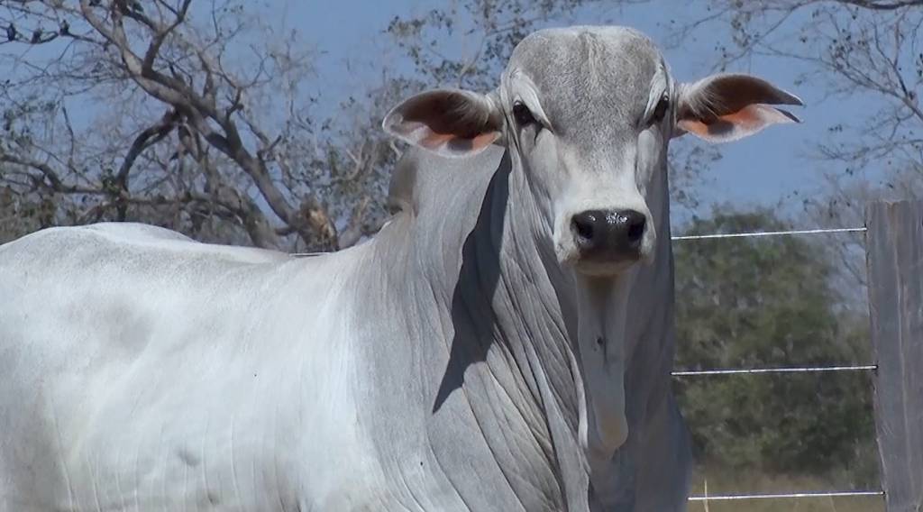 Fazenda Bodoquena oferta 100 touros Nelore PO, hoje no Canal do Boi