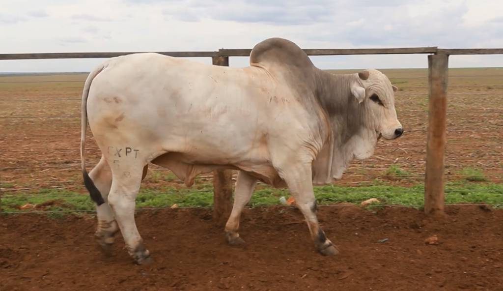 Veja o leilão 'Fazenda Fernanda e Convidados', hoje no Agro Canal