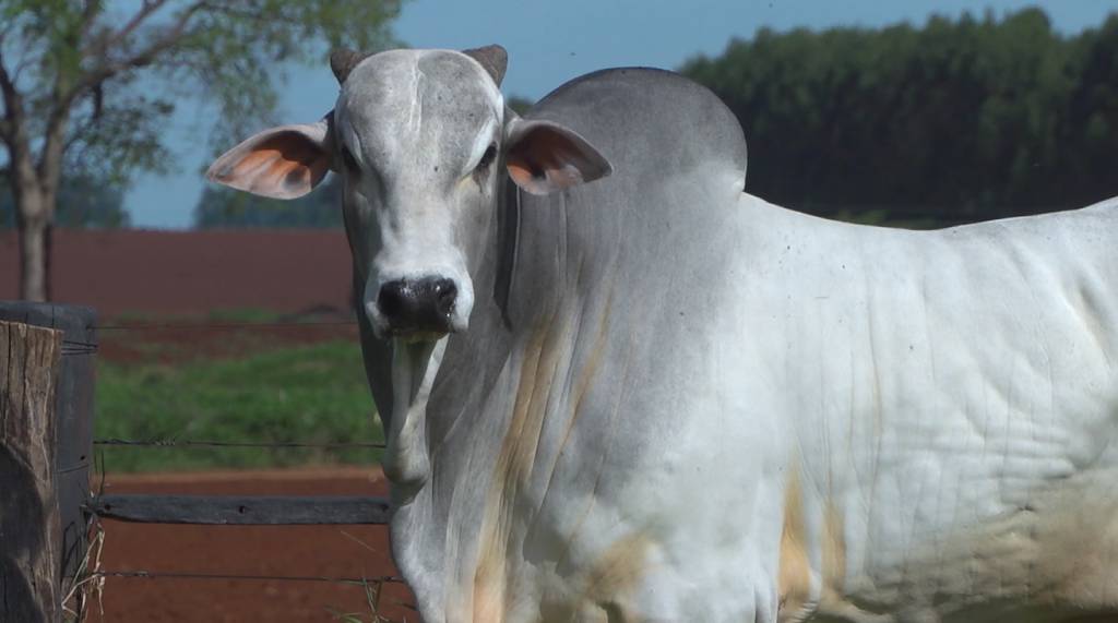 Leilão: De Olho na Fazenda Fazenda Mirante encerra nesta sexta