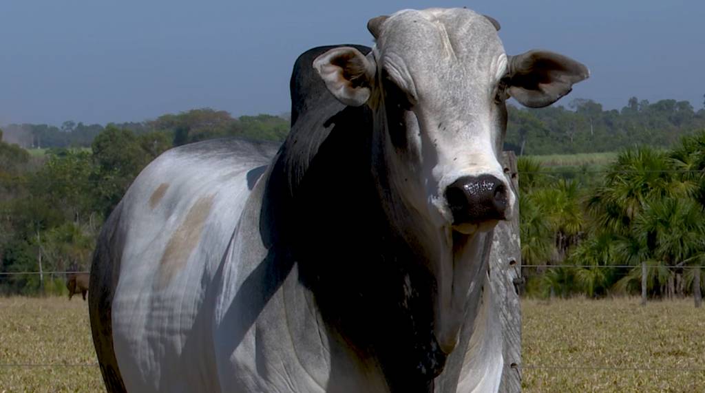 Agropecuária Kangayan oferta 80 animais Nelore PO. Veja no Canal do Boi