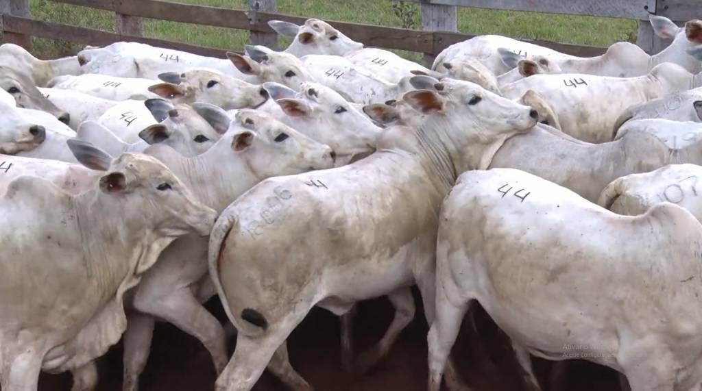Veja hoje o leilão virtual 'Fazenda Modelo RH' no Canal do Boi