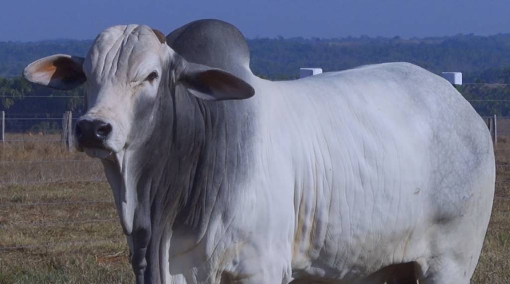 Veja o leilão Agropecuária Jarinã, hoje no AgroCanal