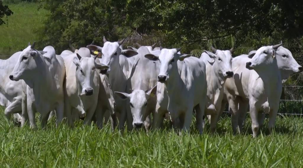 Canal do Boi: Agropecuária Ribeirópolis oferta 150 animais Nelore Ceip
