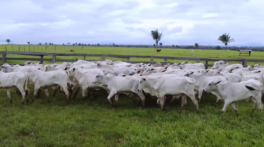 Hoje: leilão AS Agrosyn oferta 2 mil e 500 animais de corte, no Canal do Boi
