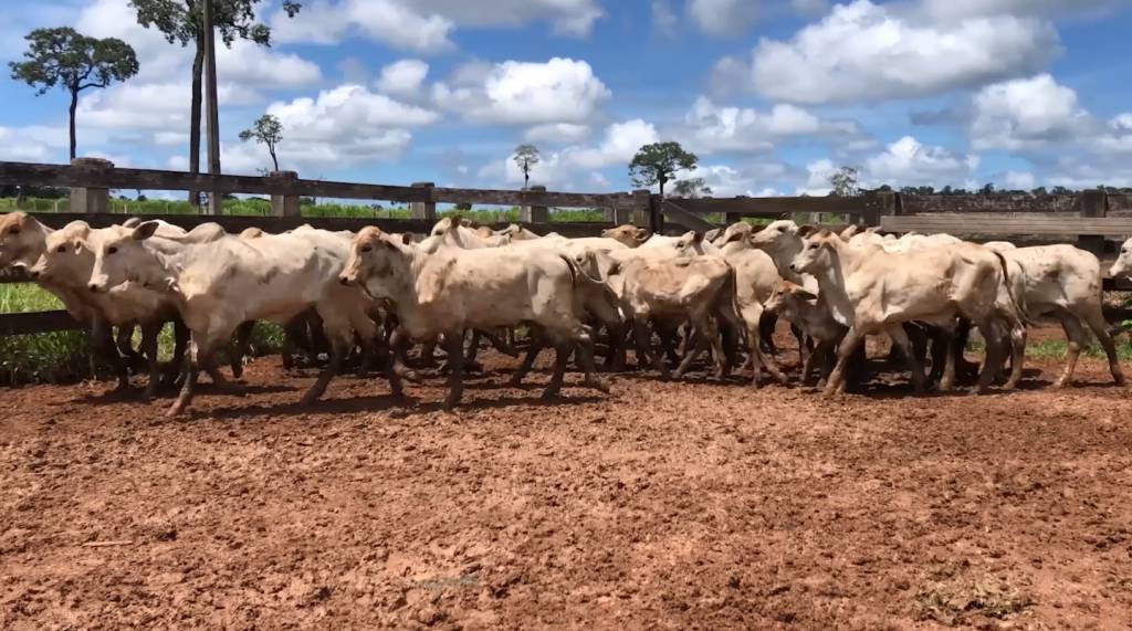 'Boi em Pauta' oferta 1.500 animais de corte no Canal do Boi