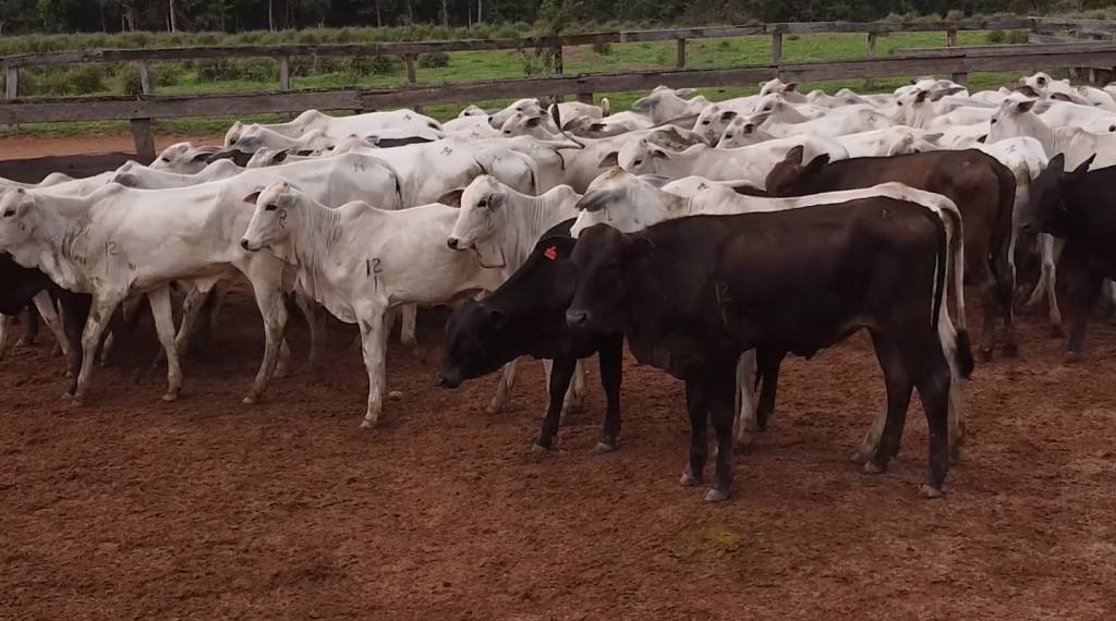Leilão Boi em Pauta oferta 1.500 animais de corte no Canal do Boi
