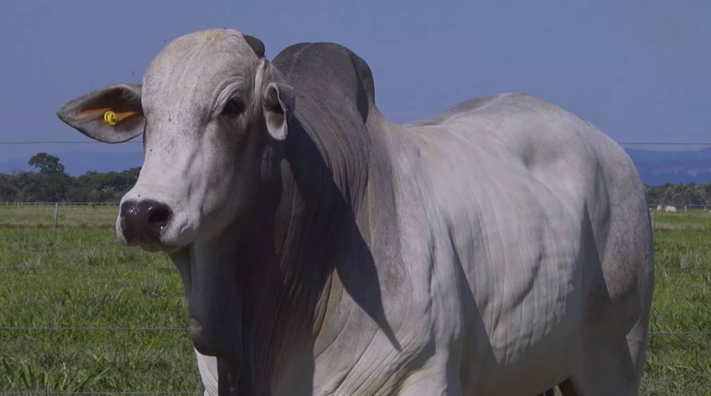 Leilão Casa Domingos Agropecuária oferta 80 touros Nelore PO