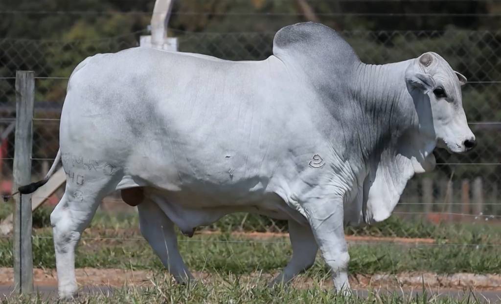 Leilão Confraria da Carcaça Nelore oferta 50 touros de alto padrão