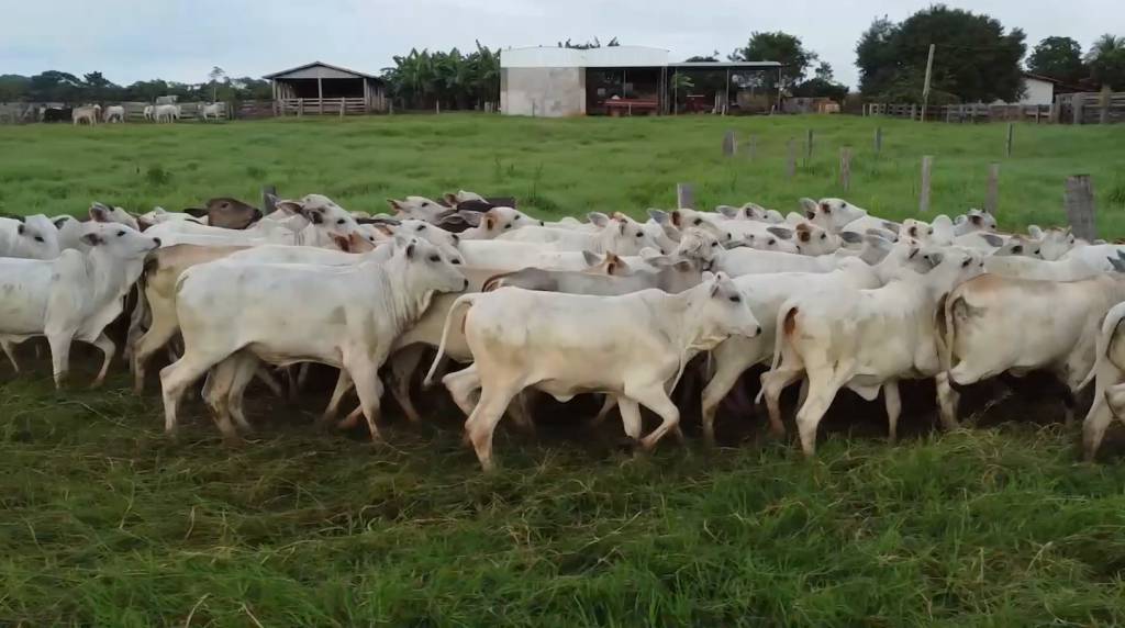 Veja o leilão Corte Noroeste, hoje no Agro Canal