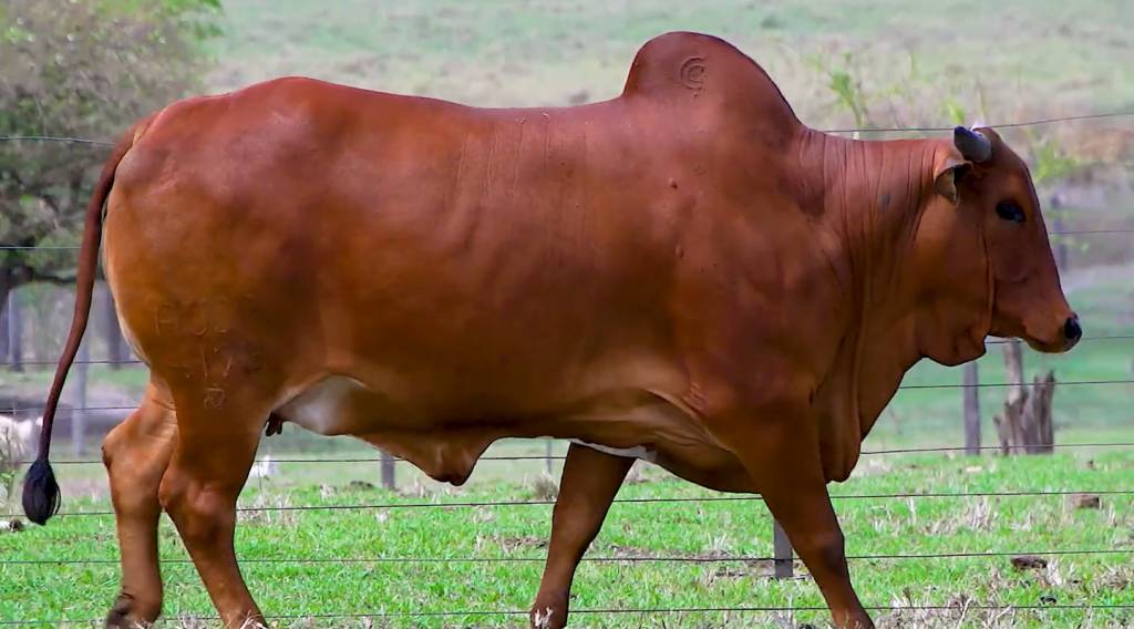 Essência da raça Sindi oferta animais de corte, hoje no AgroCanal