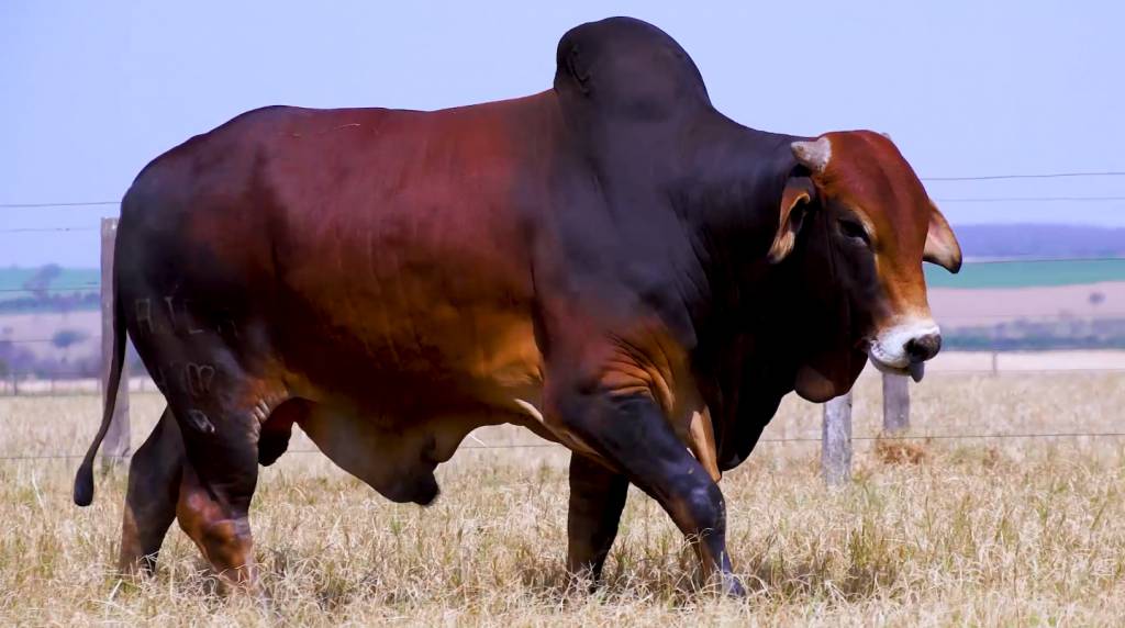 Veja o leilão Essência da raça Sindi - Etapa Touros