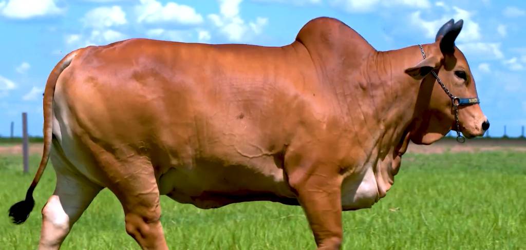 Veja o leilão Essência da Raça Sindi, hoje no AgroCanal
