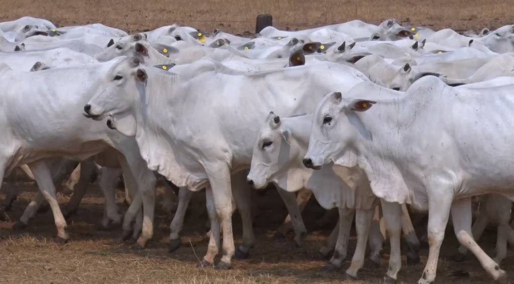 Fazenda Estrela do Guaporé oferta animais Nelore Ceip no Canal do Boi