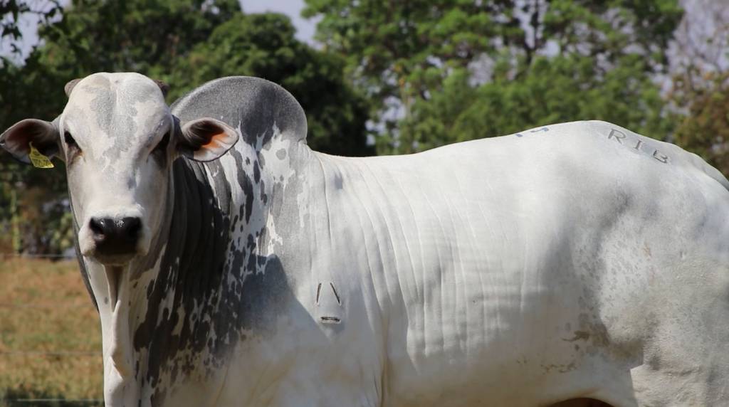 Agropecuária Ribeirópolis oferta animais Nelore PO e CEIP nesta segunda