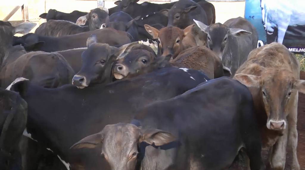 Leilão Grandes Criadores MS oferta 3 mil animais de corte hoje