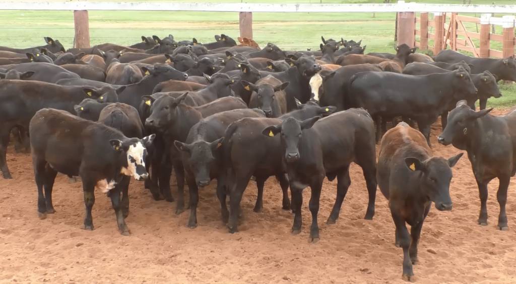 Grupo AG Teixeira oferta 1.001 animais cruzamento Angus 
